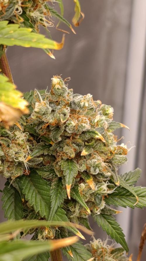 Eternity Grow cup 2026 /Sticky broccoli. Week 18
