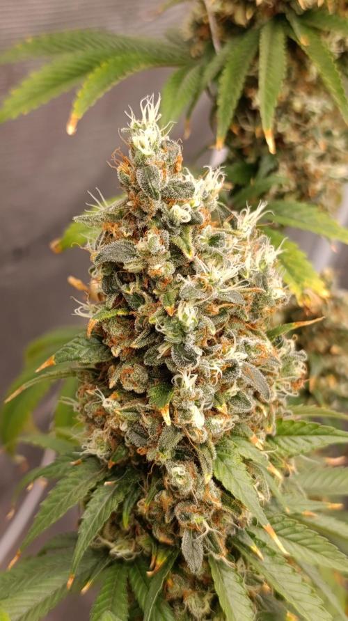 Eternity Grow cup 2026 /Sticky broccoli. Week 18