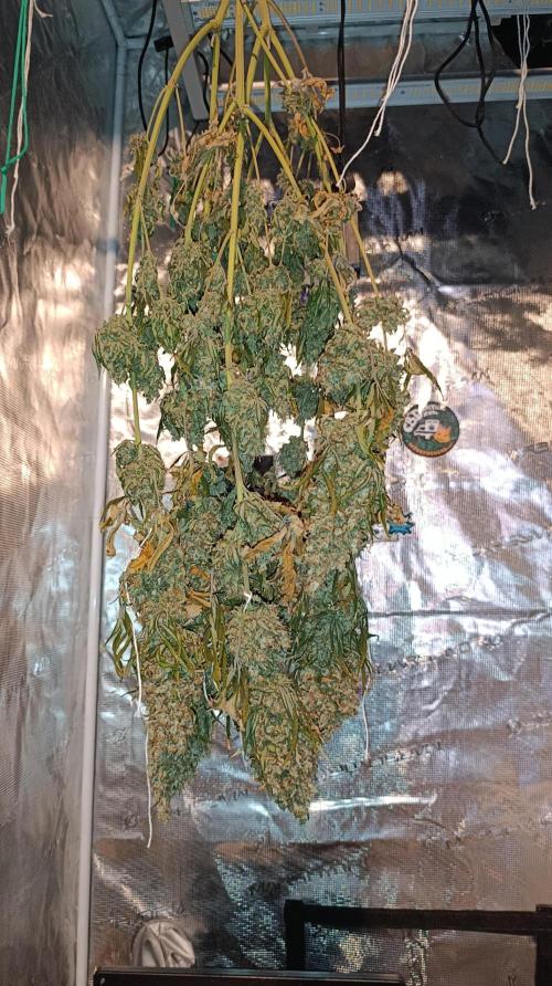 Eternity Grow cup 2026 /Sticky broccoli. Week 18