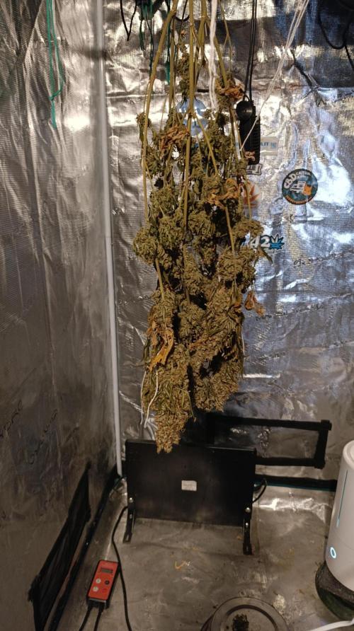 Eternity Grow cup 2026 /Sticky broccoli. Week 18