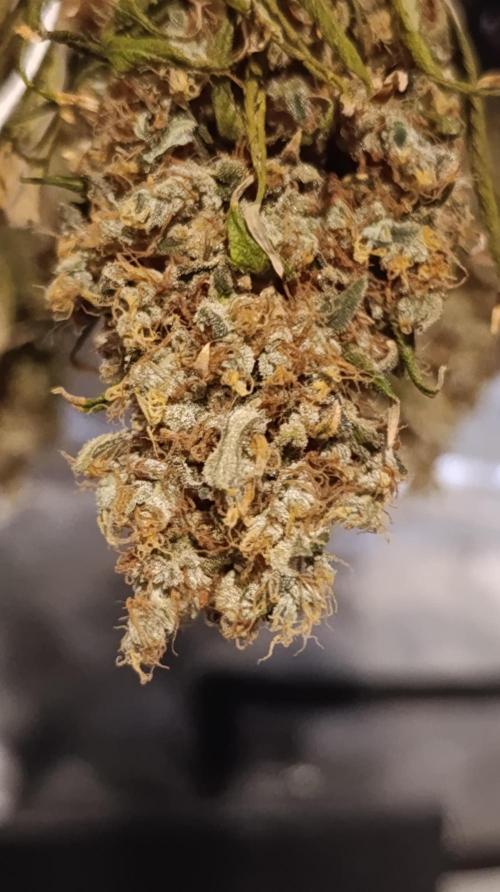 Eternity Grow cup 2026 /Sticky broccoli. Week 18