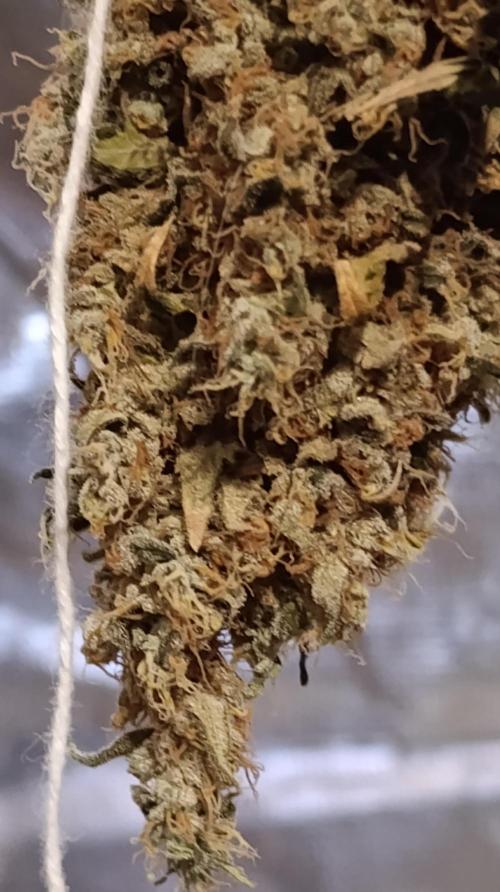 Eternity Grow cup 2026 /Sticky broccoli. Week 18