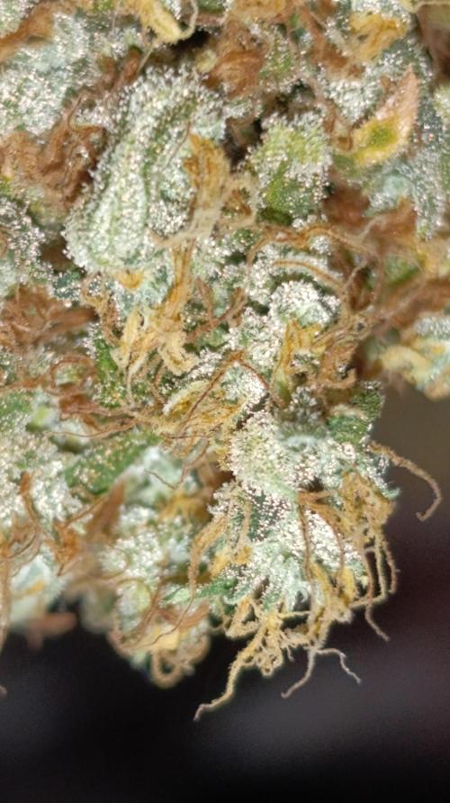 Eternity Grow cup 2026 /Sticky broccoli. Week 18