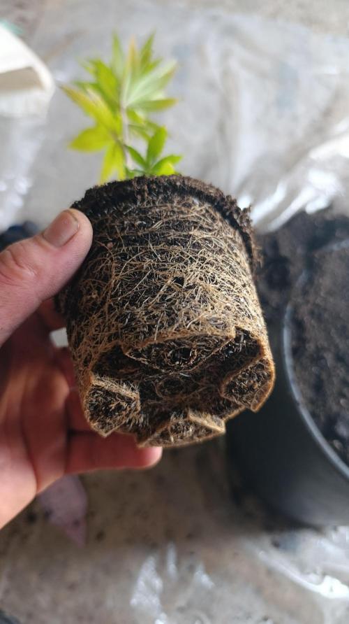 Delimed CBD plus/Sweet CBD  Frambolesco. Week 2