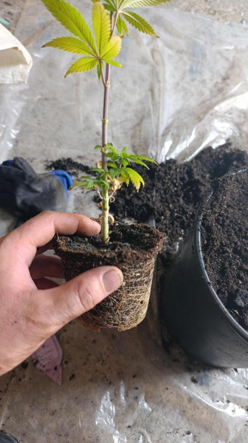Delimed CBD plus/Sweet CBD  Frambolesco. Week 2