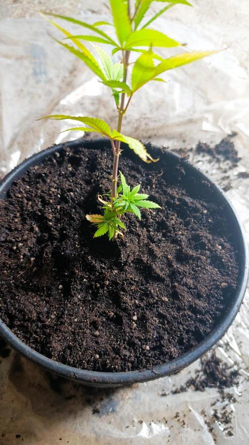 Delimed CBD plus/Sweet CBD  Frambolesco. Week 2