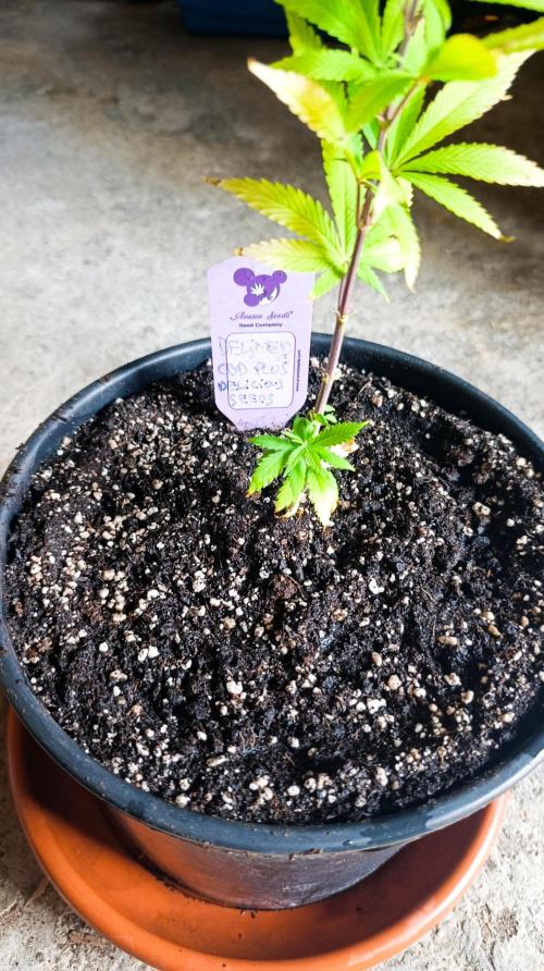 Delimed CBD plus/Sweet CBD  Frambolesco. Week 2