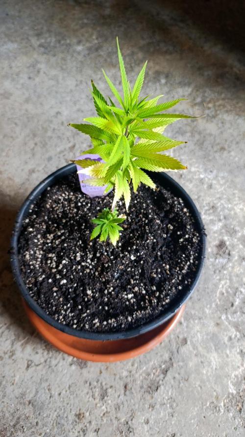 Delimed CBD plus/Sweet CBD  Frambolesco. Week 2