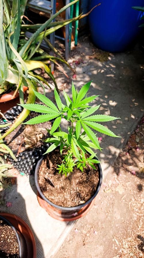 Delimed CBD plus/Sweet CBD  Frambolesco. Week 2