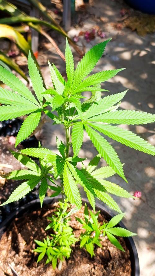 Delimed CBD plus/Sweet CBD  Frambolesco. Week 2