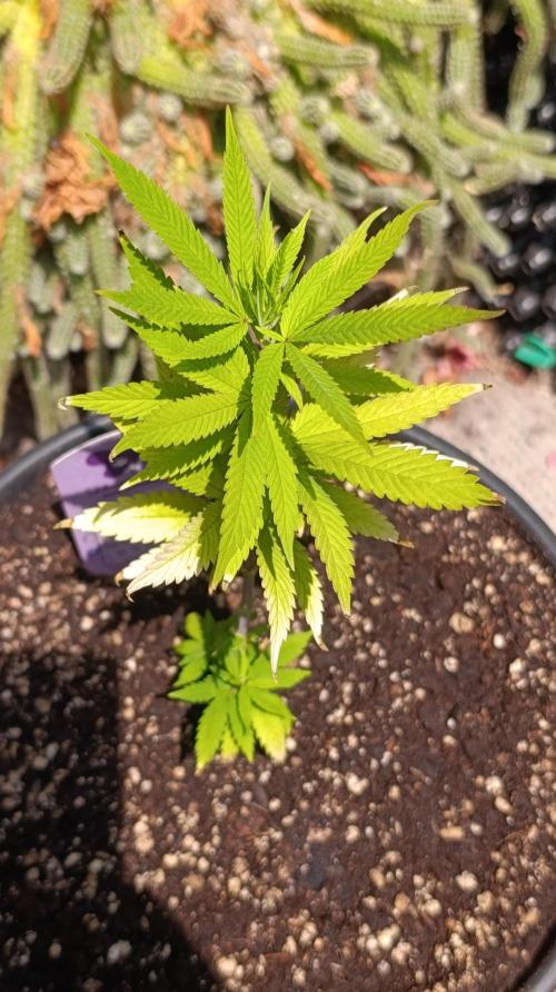 Delimed CBD plus/Sweet CBD  Frambolesco. Week 2