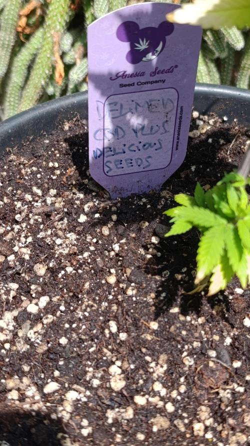 Delimed CBD plus/Sweet CBD  Frambolesco. Week 2