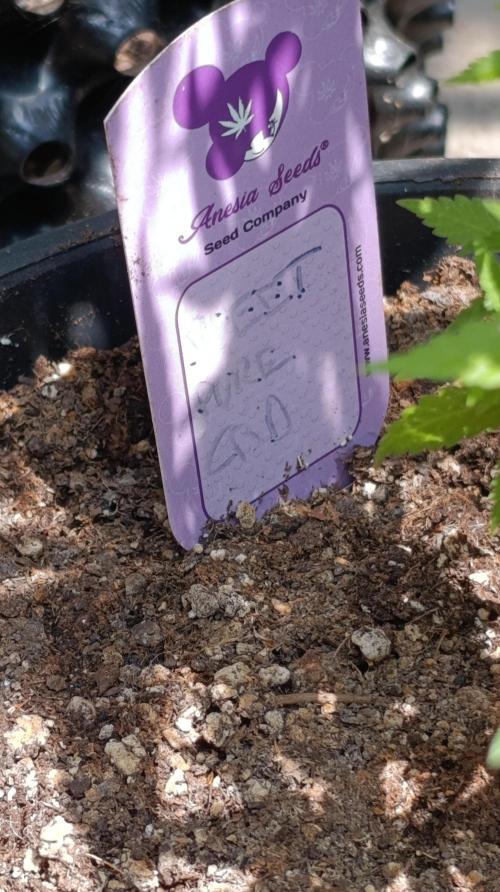 Delimed CBD plus/Sweet CBD  Frambolesco. Week 2
