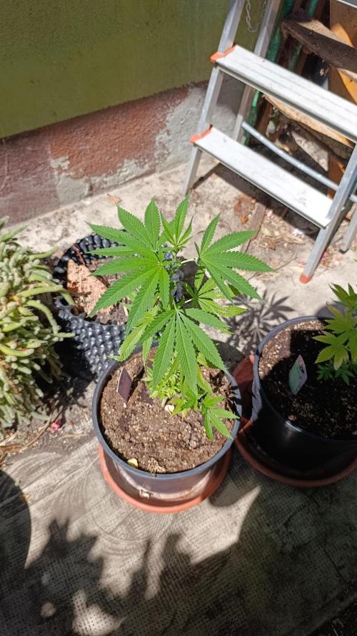 Delimed CBD plus/Sweet CBD  Frambolesco. Week 2