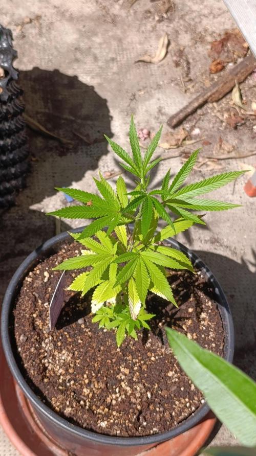 Delimed CBD plus/Sweet CBD  Frambolesco. Week 2