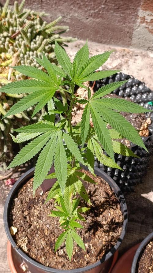 Delimed CBD plus/Sweet CBD  Frambolesco. Week 2