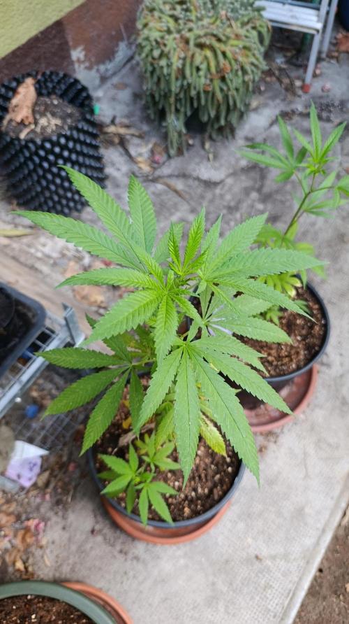 Delimed CBD plus/Sweet CBD  Frambolesco. Week 2