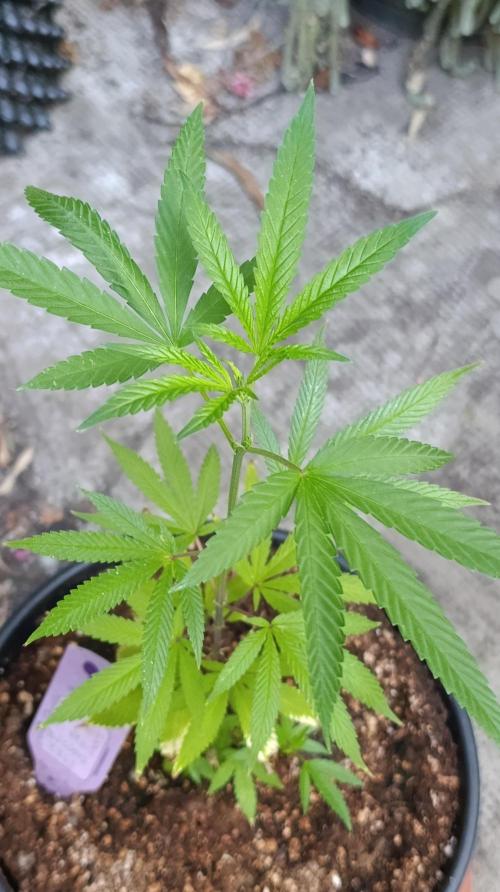 Delimed CBD plus/Sweet CBD  Frambolesco. Week 2