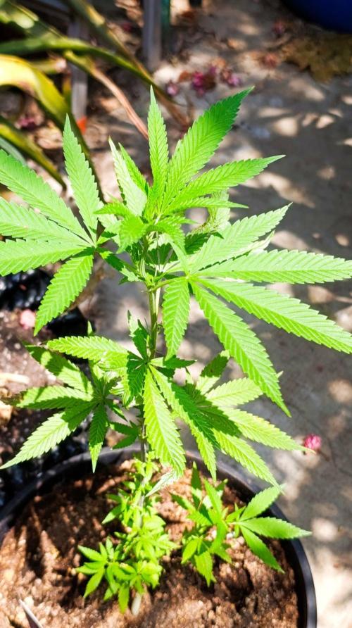 Delimed CBD plus/Sweet CBD  Frambolesco. Week 5