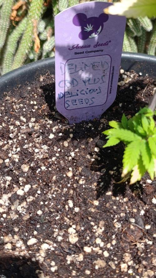 Delimed CBD plus/Sweet CBD  Frambolesco. Week 5