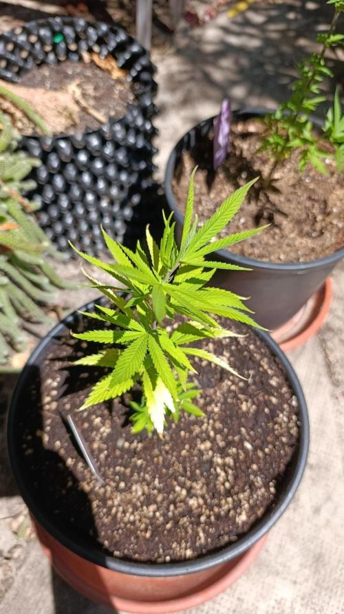 Delimed CBD plus/Sweet CBD  Frambolesco. Week 5