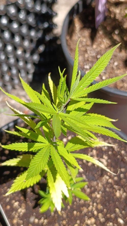 Delimed CBD plus/Sweet CBD  Frambolesco. Week 5