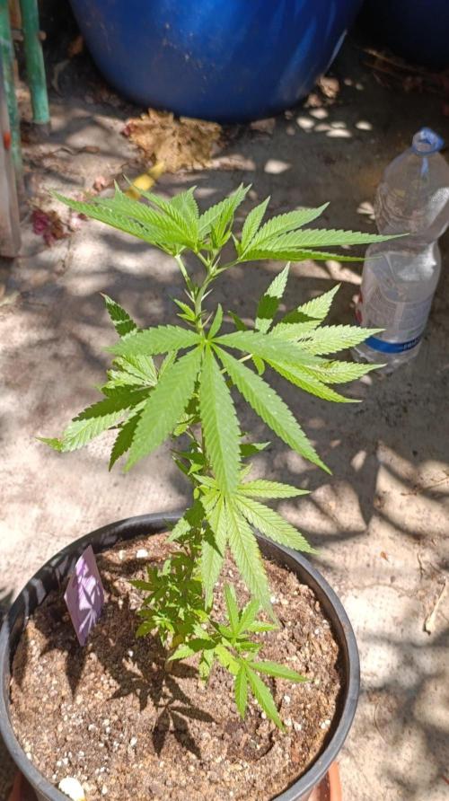 Delimed CBD plus/Sweet CBD  Frambolesco. Week 5