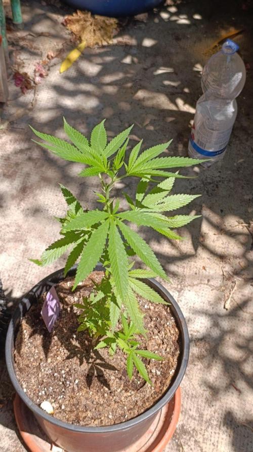 Delimed CBD plus/Sweet CBD  Frambolesco. Week 5