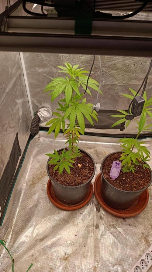 Delimed CBD plus/Sweet CBD  Frambolesco. Week 5