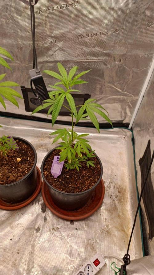 Delimed CBD plus/Sweet CBD  Frambolesco. Week 5