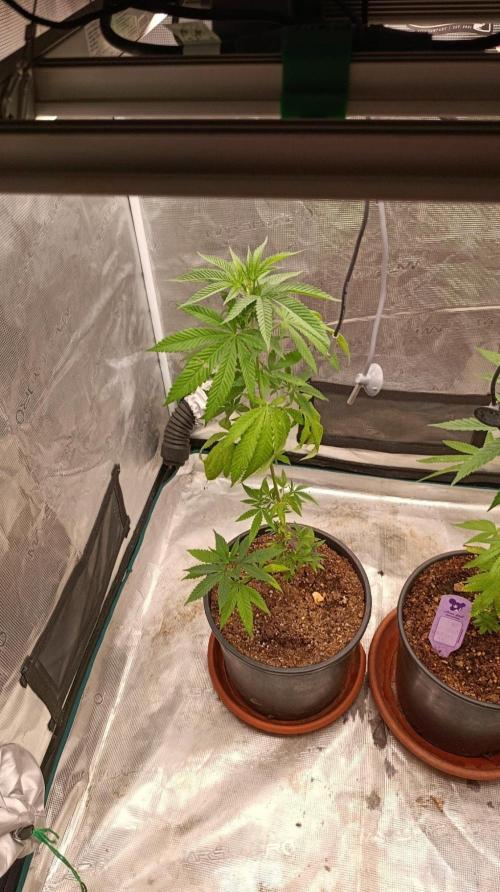 Delimed CBD plus/Sweet CBD  Frambolesco. Week 5