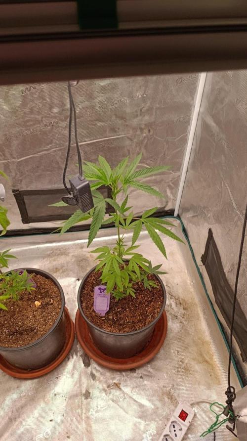 Delimed CBD plus/Sweet CBD  Frambolesco. Week 5