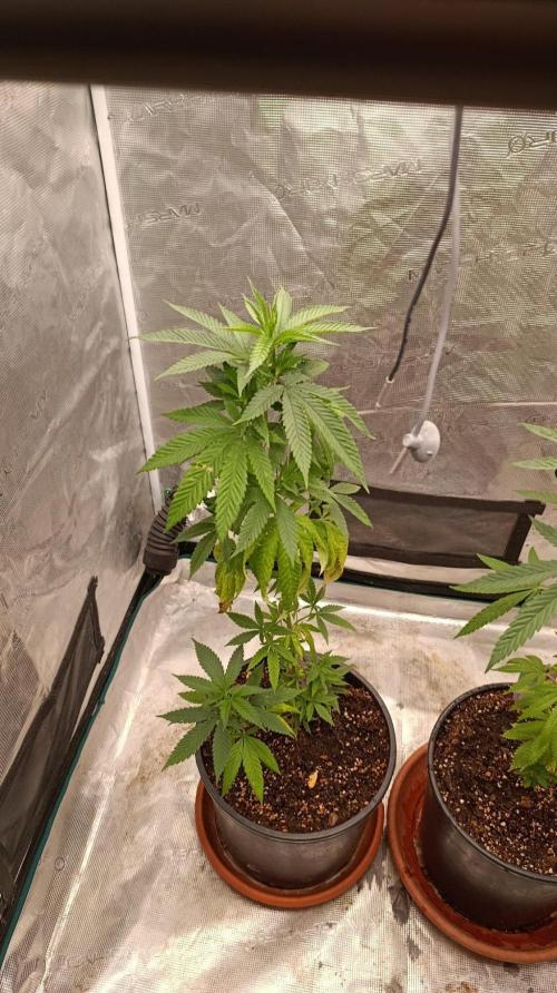 Delimed CBD plus/Sweet CBD  Frambolesco. Week 5