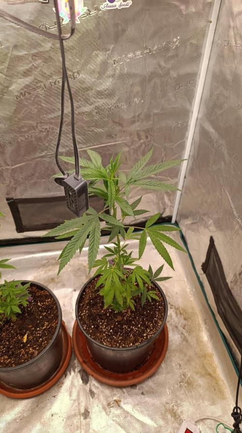 Delimed CBD plus/Sweet CBD  Frambolesco. Week 5