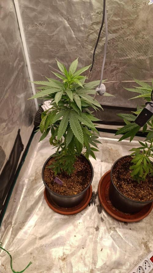 Delimed CBD plus/Sweet CBD  Frambolesco. Week 5