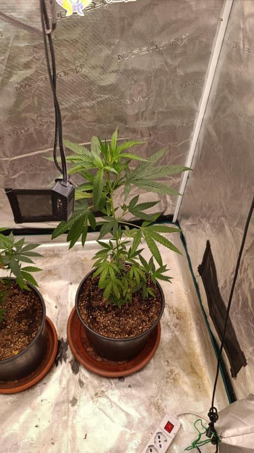 Delimed CBD plus/Sweet CBD  Frambolesco. Week 5