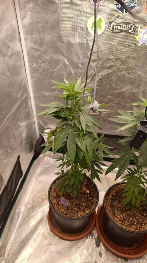 Delimed CBD plus/Sweet CBD  Frambolesco. Week 5
