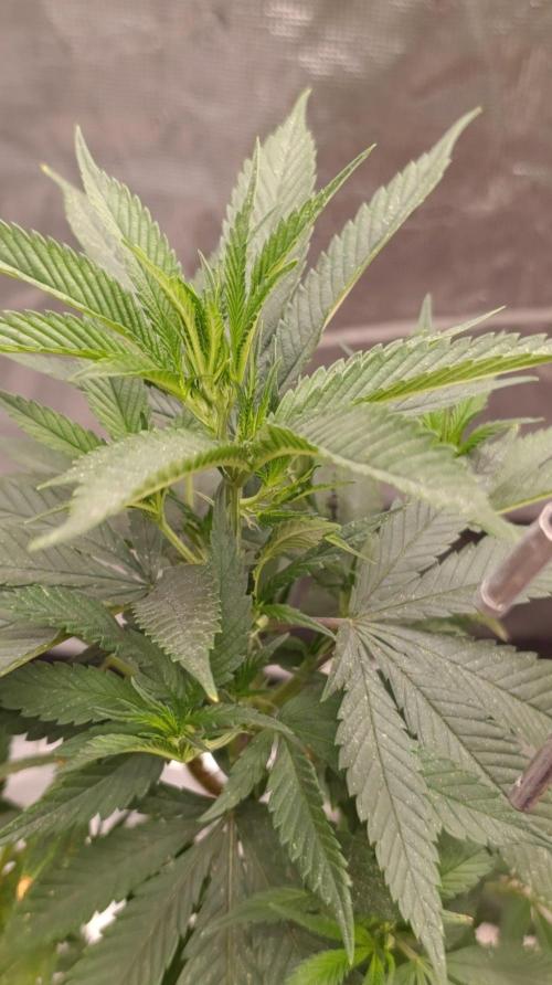 Delimed CBD plus/Sweet CBD  Frambolesco. Week 5