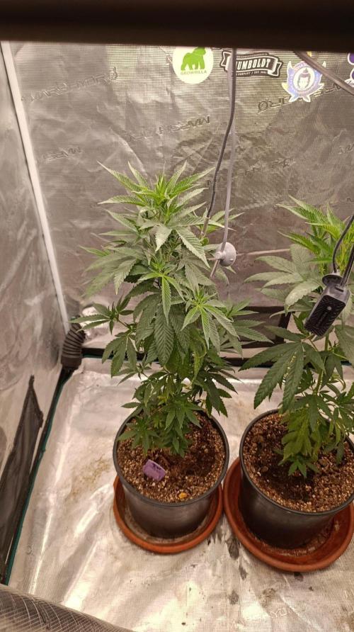 Delimed CBD plus/Sweet CBD  Frambolesco. Week 5