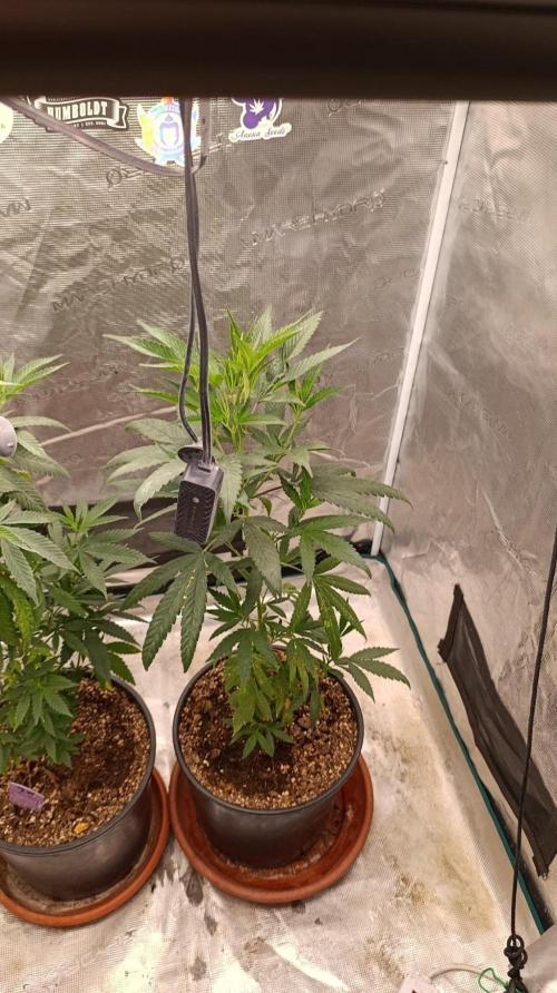 Delimed CBD plus/Sweet CBD  Frambolesco. Week 5
