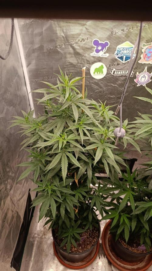 Delimed CBD plus/Sweet CBD  Frambolesco. Week 7
