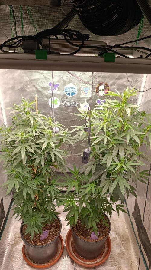 Delimed CBD plus/Sweet CBD  Frambolesco. Week 7