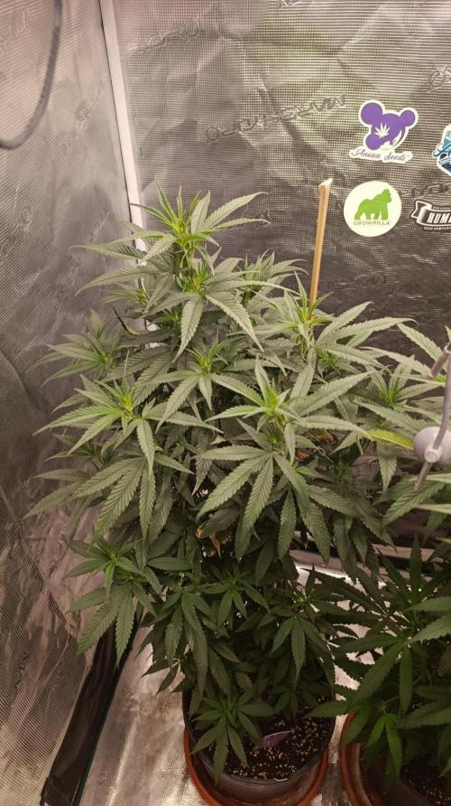 Delimed CBD plus/Sweet CBD  Frambolesco. Week 7