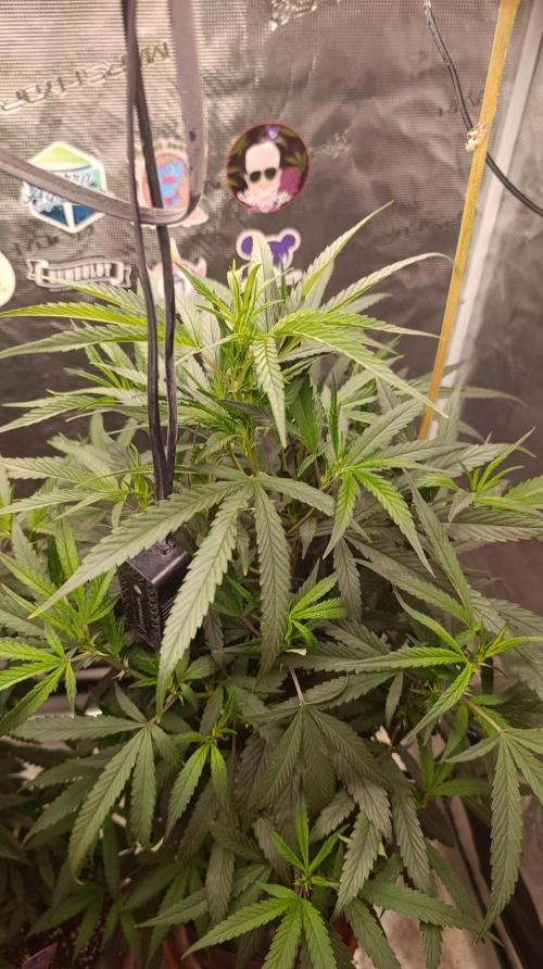 Delimed CBD plus/Sweet CBD  Frambolesco. Week 7