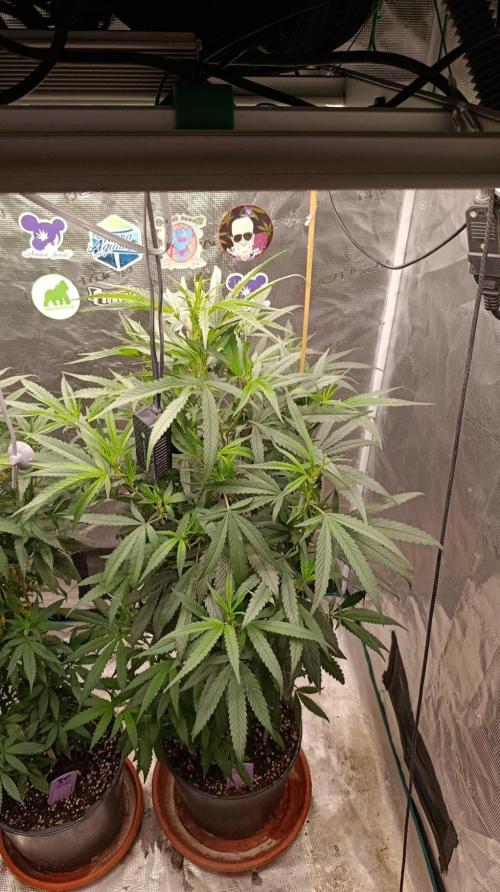 Delimed CBD plus/Sweet CBD  Frambolesco. Week 7