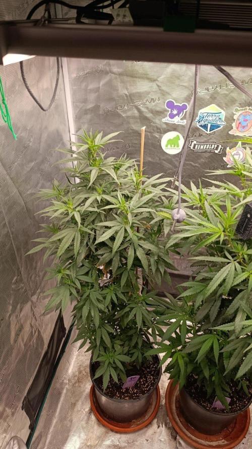 Delimed CBD plus/Sweet CBD  Frambolesco. Week 7