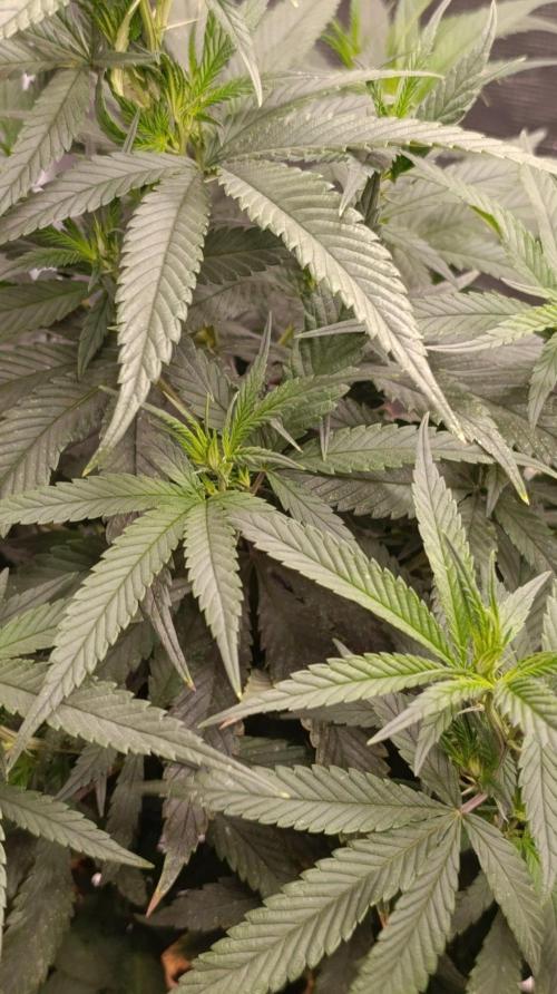 Delimed CBD plus/Sweet CBD  Frambolesco. Week 7