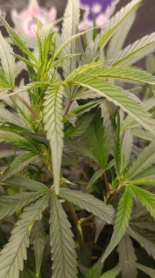 Delimed CBD plus/Sweet CBD  Frambolesco. Week 7