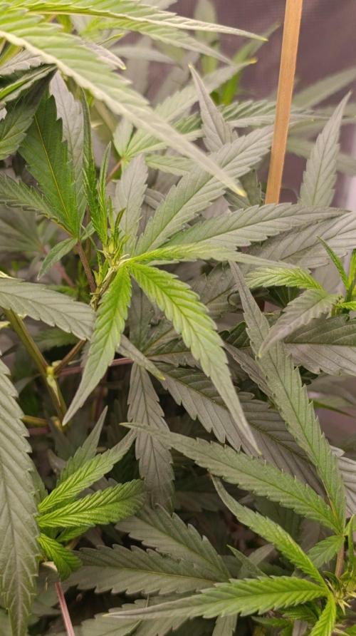 Delimed CBD plus/Sweet CBD  Frambolesco. Week 7