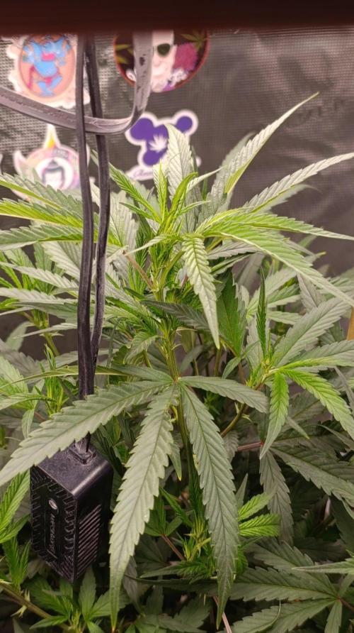 Delimed CBD plus/Sweet CBD  Frambolesco. Week 7